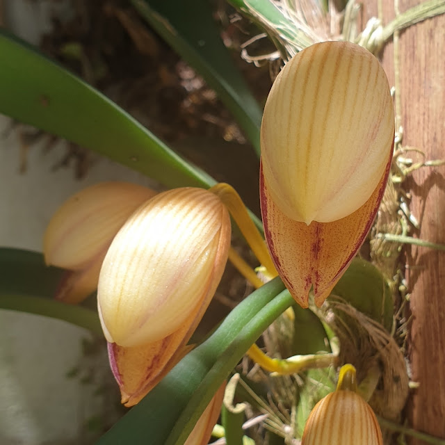 Bulbophyllum hiepii